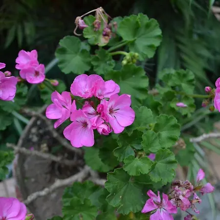 Experience 4* סורנטו