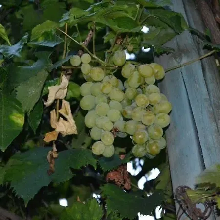 Experience فندق مبيت وإفطار سورينتو